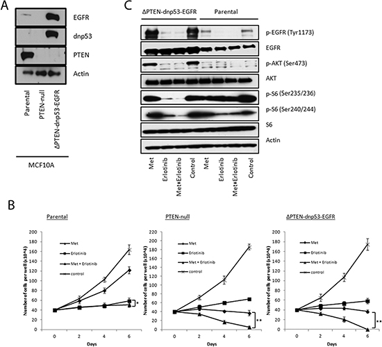 PTEN-null isogenic MCF10A cells shows increased sensitivity towards combined treatment with metformin and erlotinib.
