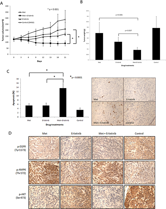 Combined treatment of metformin and erlotinib induces tumor regression, inhibits drug targets in vivo and induces apoptosis in MDA-MB-468 xenograft model.