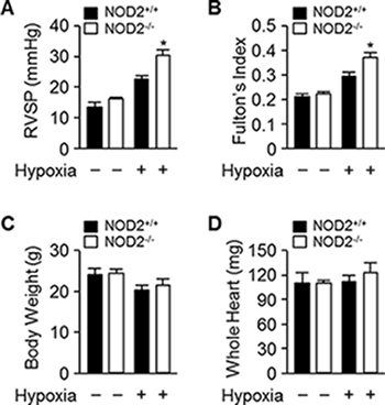 Exaggerated elevation of RVSP and Fulton&#x2019;s index values in NOD2&#x2212;/&#x2212; mice after chronic hypoxia.