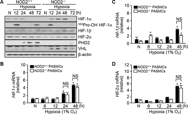 Absence of NOD2 enhances the stability of HIF-1&#x03B1; protein in PASMCs exposed to hypoxic conditions.