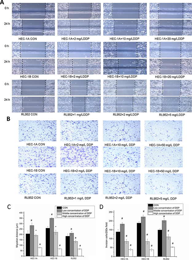 Inhibition of metastatic ability of endometrial cancer cells via matriptase suppression by cisplatin.