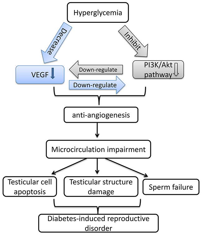 Schematic diagram for the mechanism by which VEGF interact with PI3K/Akt pathway to regulate testicular damage in diabetic rat.
