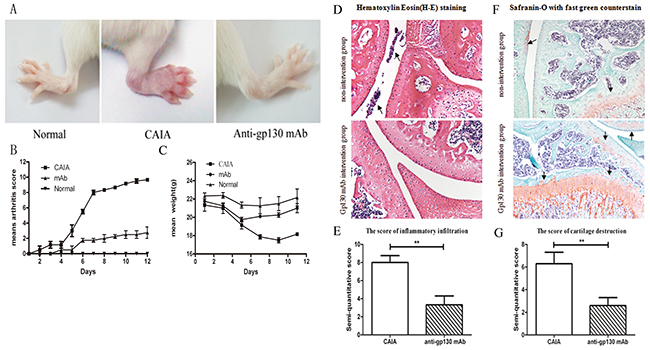 The effect of anti-gp130 mAb on CAIA mouse model.