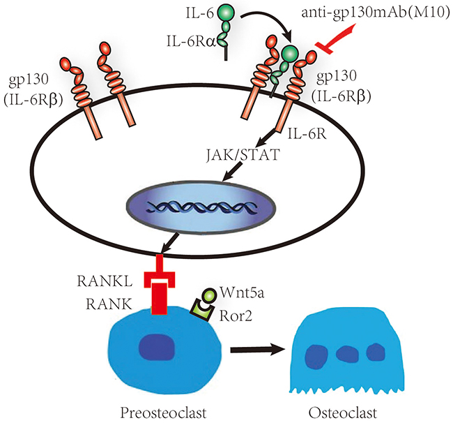 Schematic representation of the IL-6/sIL-6R&#x03B1;/gp130 signaling pathways in RA FLS.