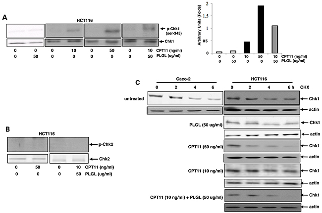 Chk1 was phosphorylated and rapidly degraded in co-treated colon cancer cells.