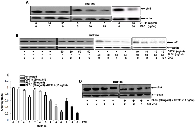 cln E stability was decreased at the transcription level in colon cancer cells after PLGL or its co-treatment with CPT11.