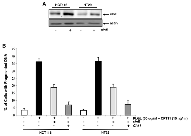 Ectopic expression of clnE and Chk1 blocked co-treated colon cancer cells to undergo apoptosis.