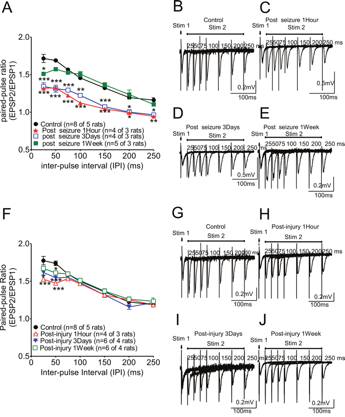 Paired-pulse ratio changes in hippocampal CA1 Schaffer collateral synapses following KA-induced seizures or fluid percussion injury.