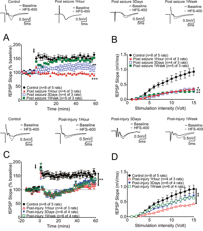 Long-term synaptic plasticity of hippocampal CA3-CA1 Schaffer collateral synapses was affected either by KA-induced seizures or fluid percussion injury alone, and these changes varied at different recording times.