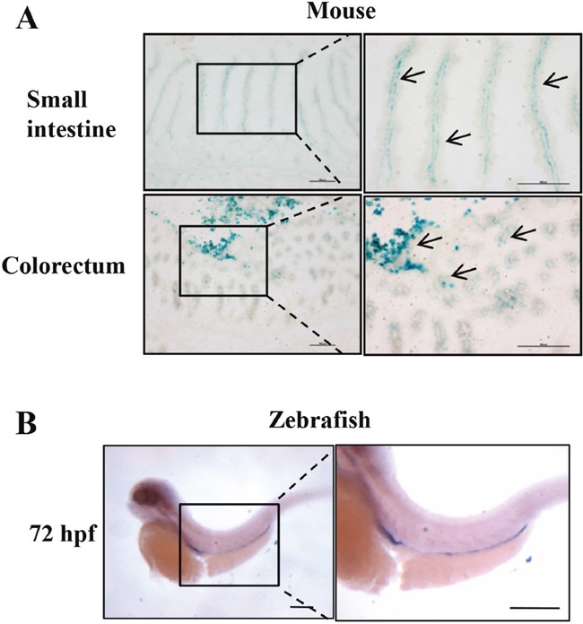 Intestinal specific expression of Erbin in mouse and zebrafish.