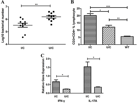 H. pylori whole cells (HWC) were protective and elicited IFN-&#x03B3; and IL-17A responses in mouse stomachs.