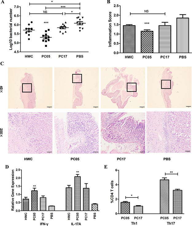 H. pylori whole cells (HWC), PC05, and PC17 vaccination and evaluation.