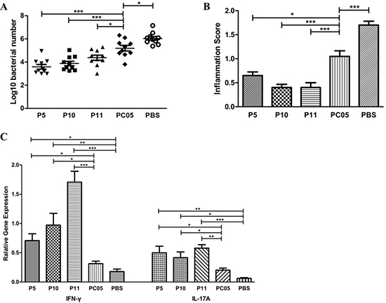 P5 (inosine 5&#x02B9;-monophosphate dehydrogenase, IMPDH), P10 (type II citrate synthase, CS II), and P11 (urease subunit beta, UreB) each had better protection against H. pylori challenge than the PC05 component.