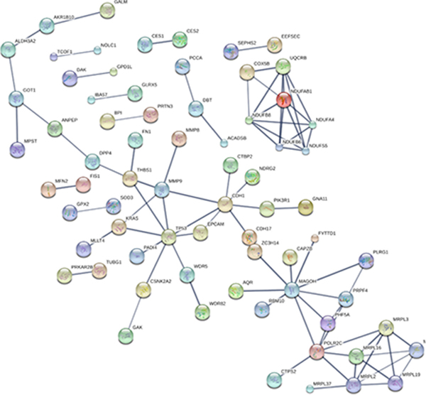 Protein-protein interactions among prognostic candidate proteins.