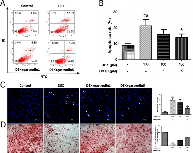 Effects of GSTD on DEX induced apoptosis and differentiation in primary osteoblasts (n = 3).