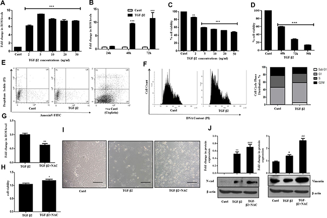 TGF-&#x03B2;2 induced EMT is ROS dependent.