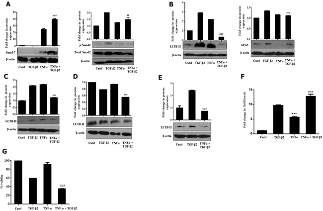 TNF-&#x03B1; antagonizes TGF-&#x03B2;2-induced signaling and autophagy.