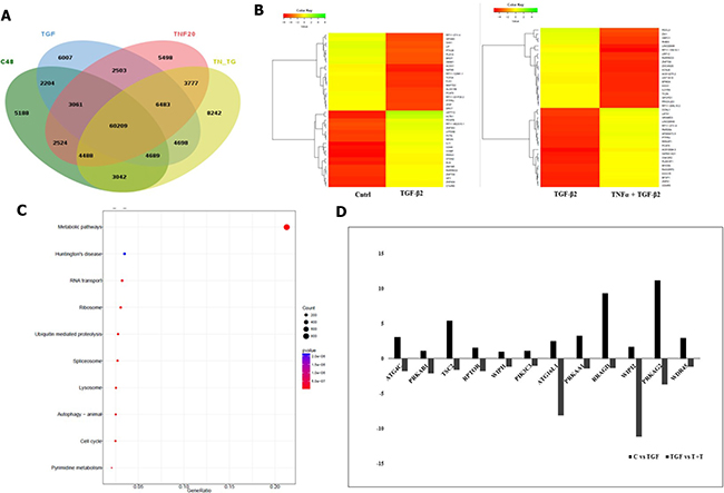 Transcriptomic analysis showing TNF-&#x03B1;-mediated antagonism of TGF-&#x03B2;2 induced effects.