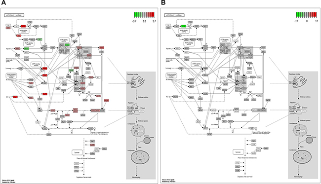 KEGG pathway graph rendered by Pathview.