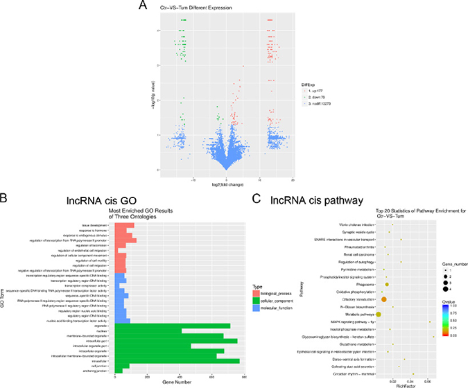 Gene ontology (GO) terms and pathways for target mRNAs of differentially expressed lncRNAs between infantile hemangioma and adjacent normal skin tissues.