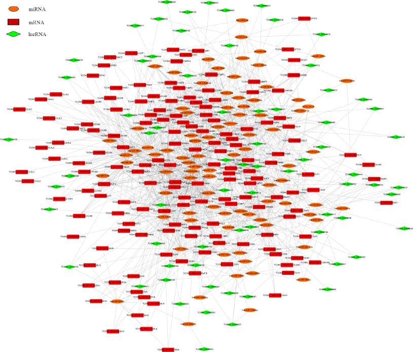 The ceRNA network of the differentially expressed miRNA-mediated lncRNAs and mRNAs interactions.