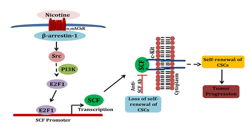 A schematic depicting the potential mechanisms involved in nicotine-mediated enhancement of self-renewal of stem-like side-population cells.