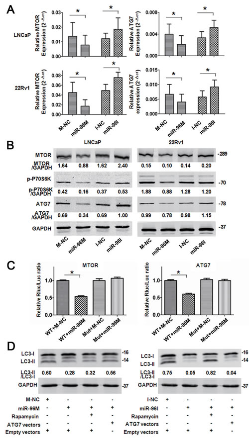miR-96 regulated autophagy by targeting