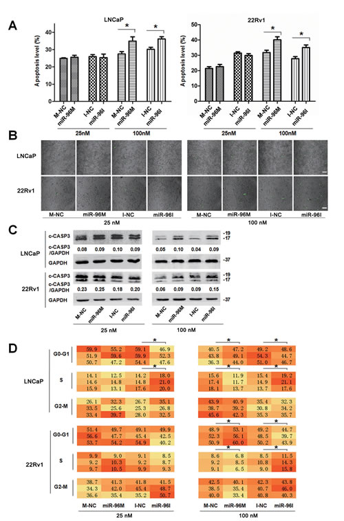 Apoptosis level and cell cycle shifted by miR-96 in prostate cancer cells subjected to hypoxia.