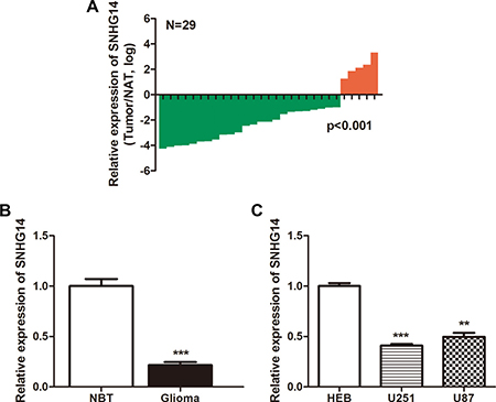 LncRNA SNHG14 expression in human glioma tissues and cell lines.