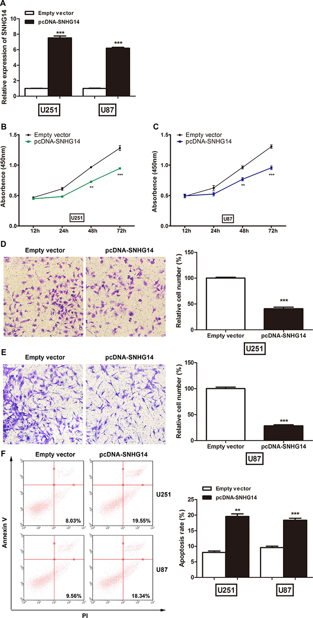 LncRNA SNHG14 suppressed glioma cell proliferation in vitro.