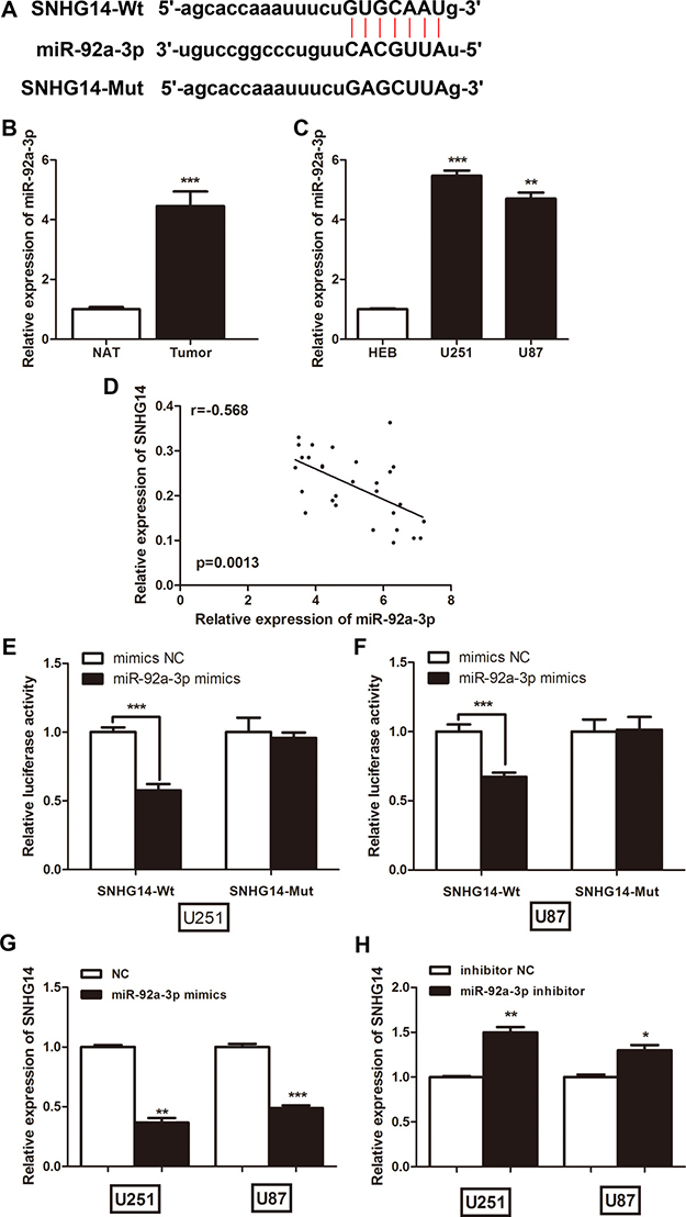 LncRNA SNHG14 directly interacted with miR-92a-3p in glioma cells.