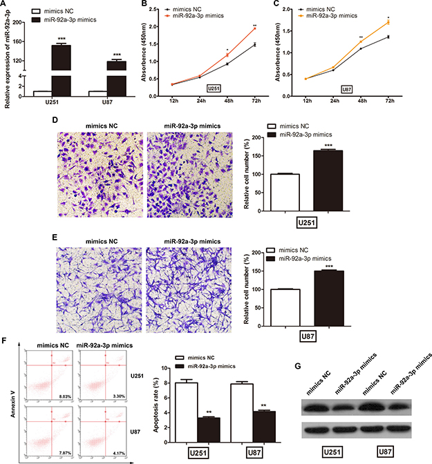 miR-92a-3p promoted glioma cell proliferation