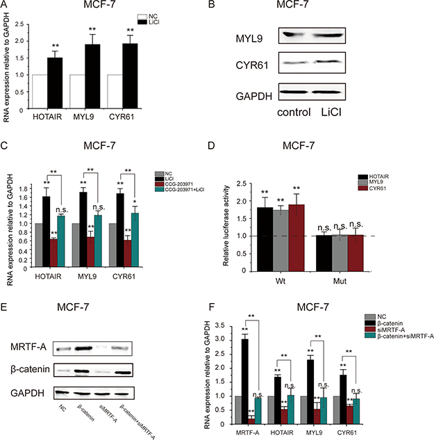 LiCl induced the activation of MRTF-A target genes in an MRTF-A-dependent manner.