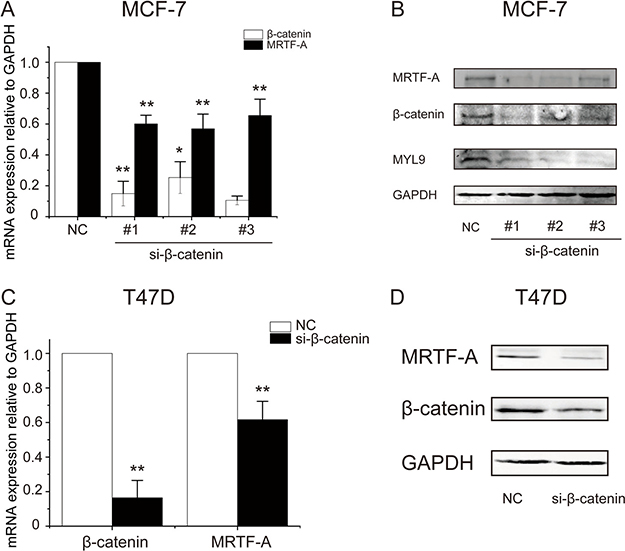 &#x03B2;-catenin depletion diminished the transcription of MRTF-A gene.