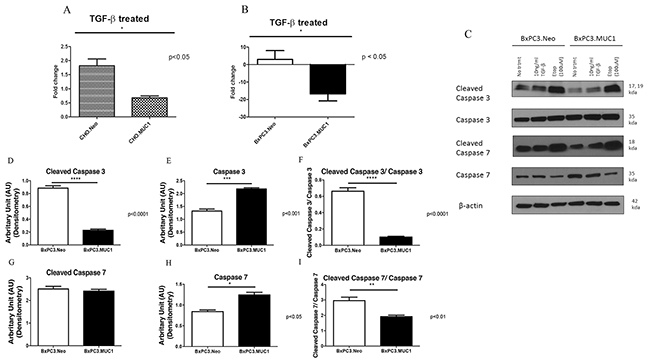 MUC1 overexpressing cells resist apoptosis in response to treatment with TGF-&beta;1 with corresponding decrease in cleaved caspase 3 when compared to MUC1 low expressing cells.