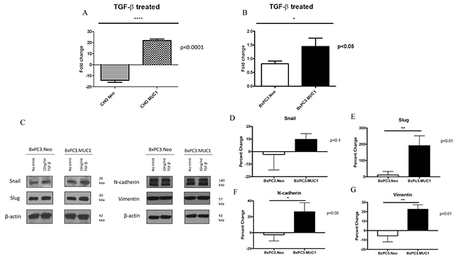 MUC1 overexpressing cells undergo significantly higher levels of invasion in response to TGF-&beta;1 treatment.