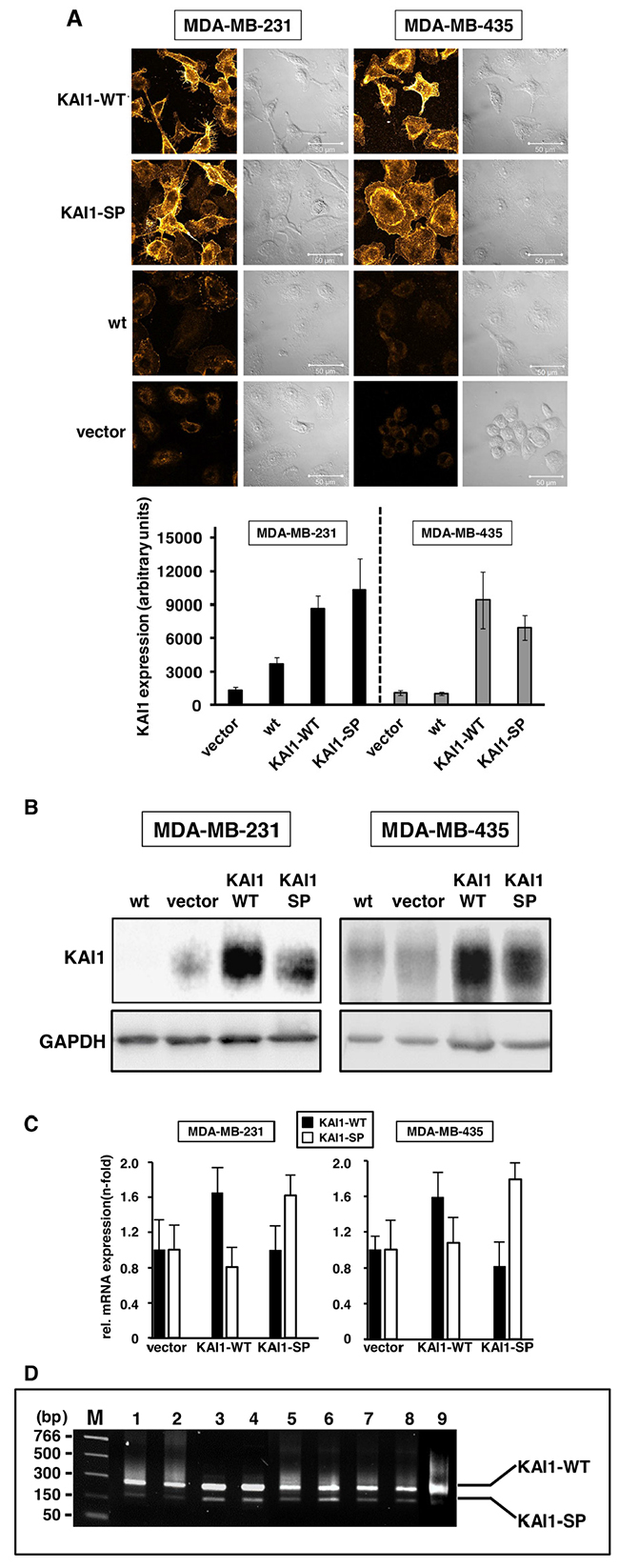 Restoration of KAI1-WT and KAI1-SP expression in human breast cancer cells.