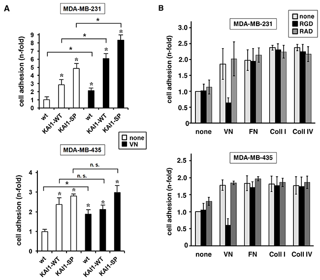 Effect of KAI1-WT or KAI1-SP on &#x03B1;v&#x03B2;3/VN-mediated breast cancer cell adhesion.