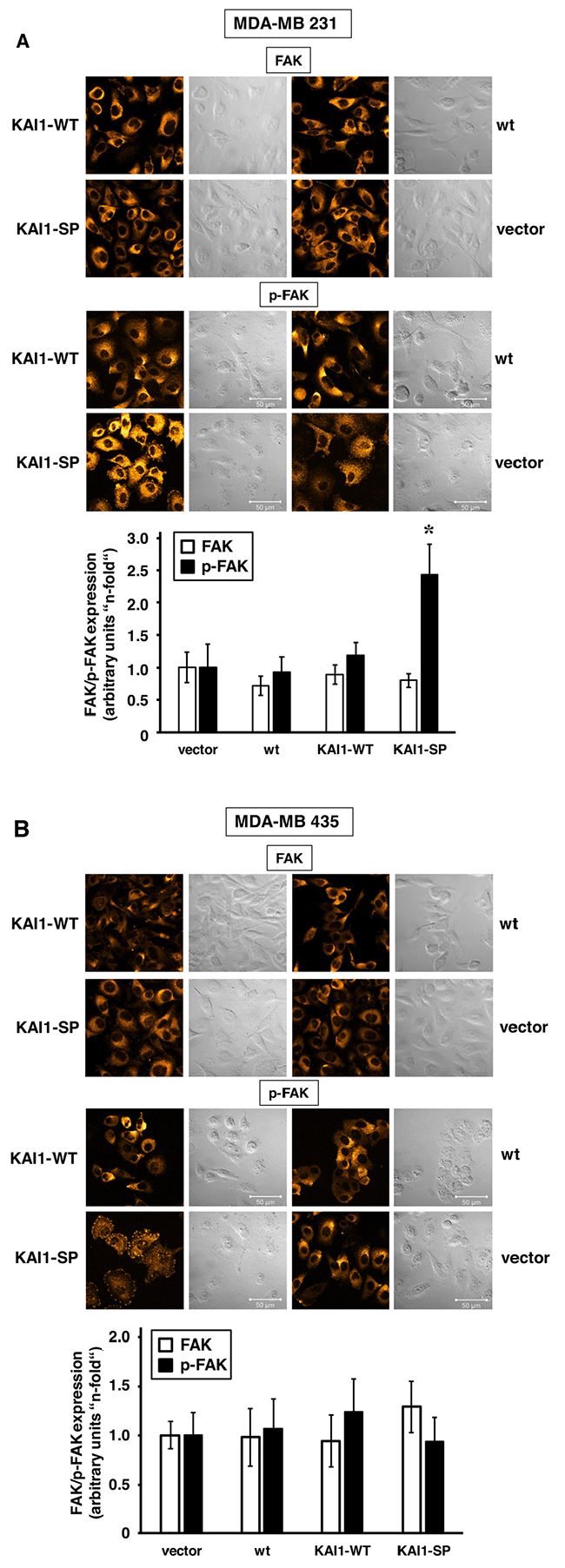 Immunocytochemical detection of FAK or p-FAK as a function of KAI1-WT or KAI1-SP expression.