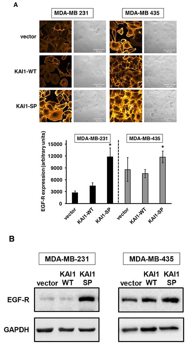 Effect of cellular KAI1-WT or KAI1-SP on EGF-R expression in human breast cancer cells.