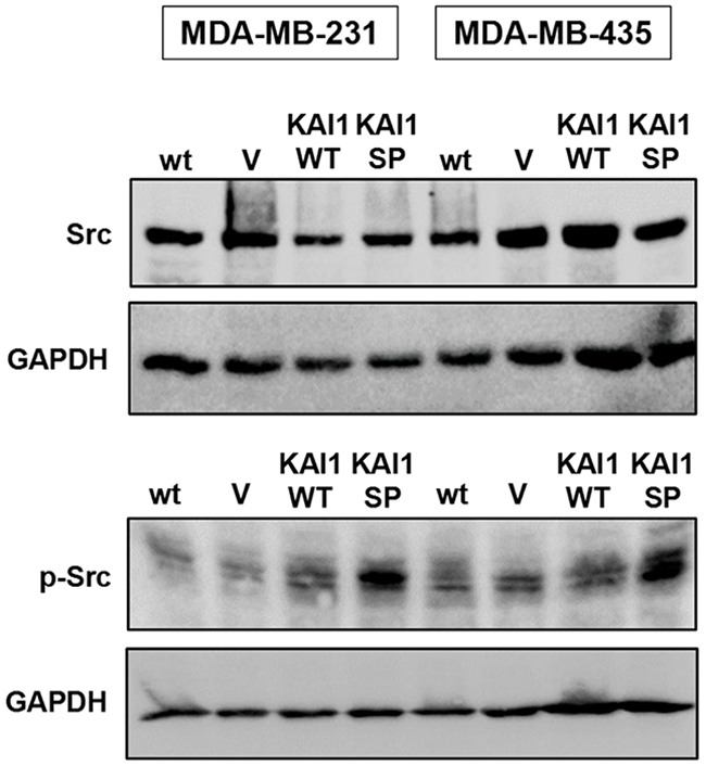 Detection of Src kinase expression and activation as a function of KAI1 proteins.