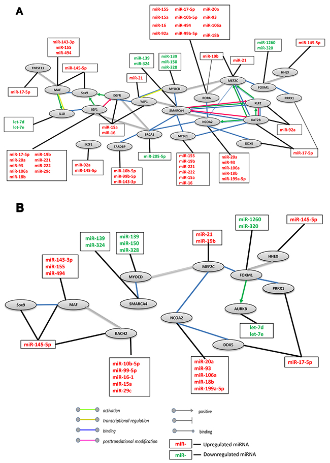 Network interaction between miRs and their target genes involved in RNA Polymerase II Promoter regulation in DLBCL.