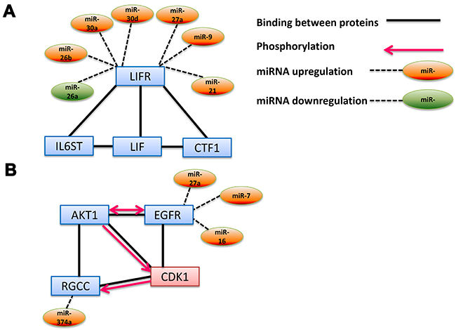 Interaction network pathways of miRs-mRNAs involved in FL.