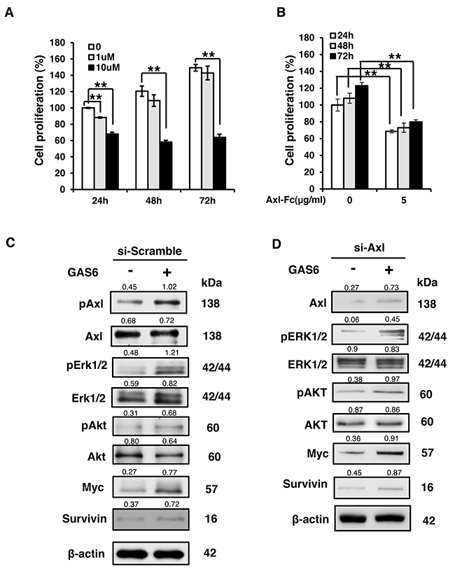 GAS6 induces Schwann cell proliferation.