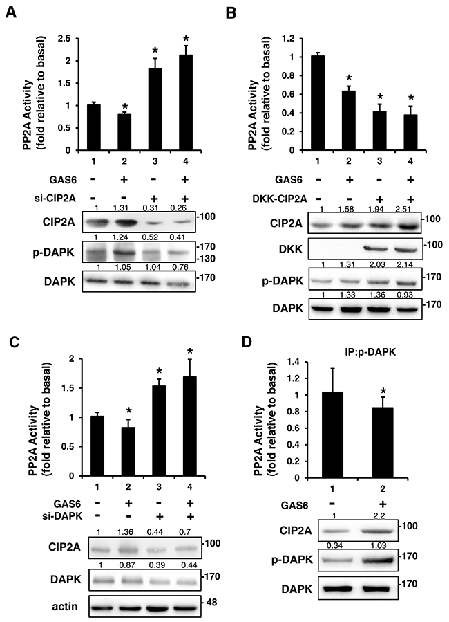CIP2A is an inhibitor of PP2A-mediated DAPK dephosphorylation.