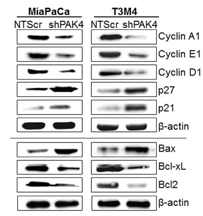 Effect of PAK4 silencing on the expression of proteins associated with cell-cycle and apoptosis.