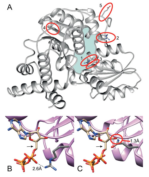 A 3D model of the hFPGS.