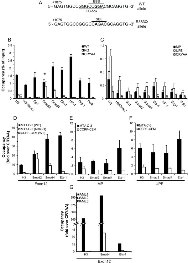 ChIP analysis of the binding of various factors to different regions of the