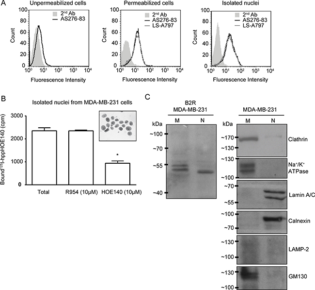 Cellular/nuclear expression of B2R in the human TNBC cell line MDA-MB-231.