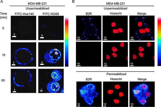 Binding and cellular incorporation of B2RAs in MDA-MB-231 cells.